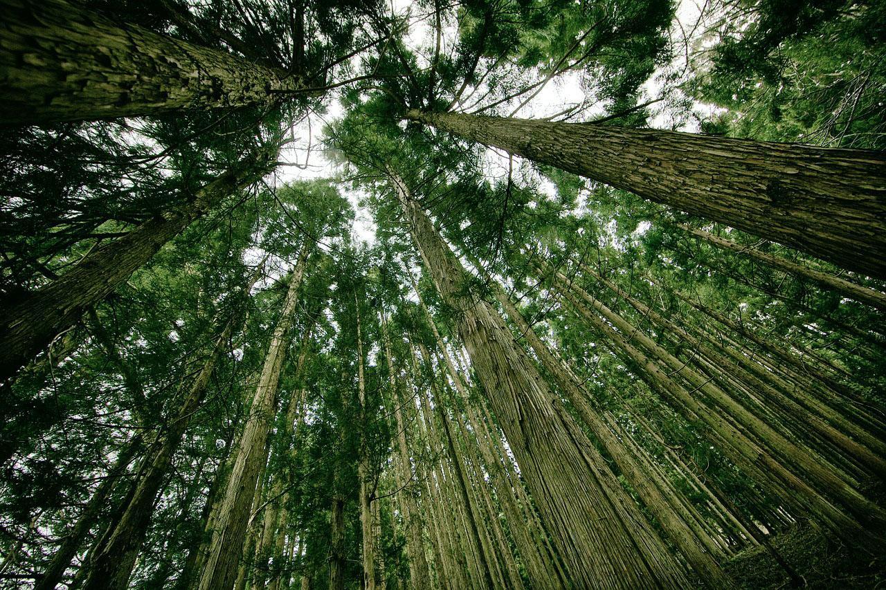 フォレストサプライコラム：木質バイオマス発電が日本林業を救うのか