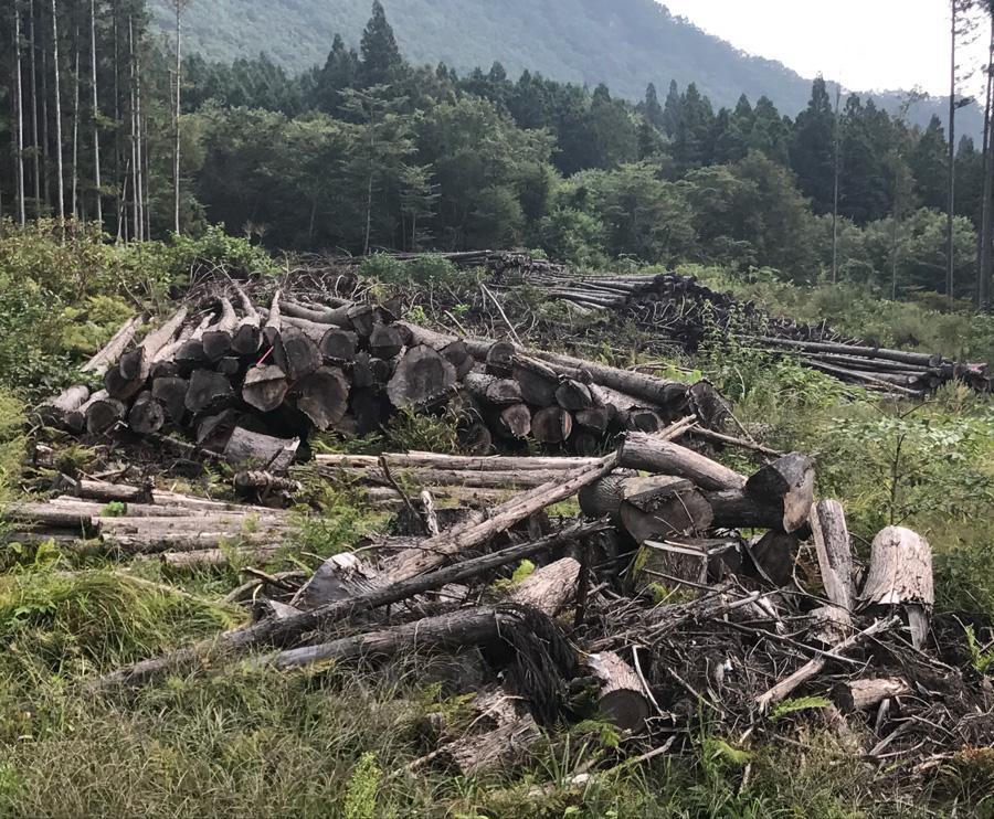 捨て伐採という日本林業の実態_フォレストサプライコラム