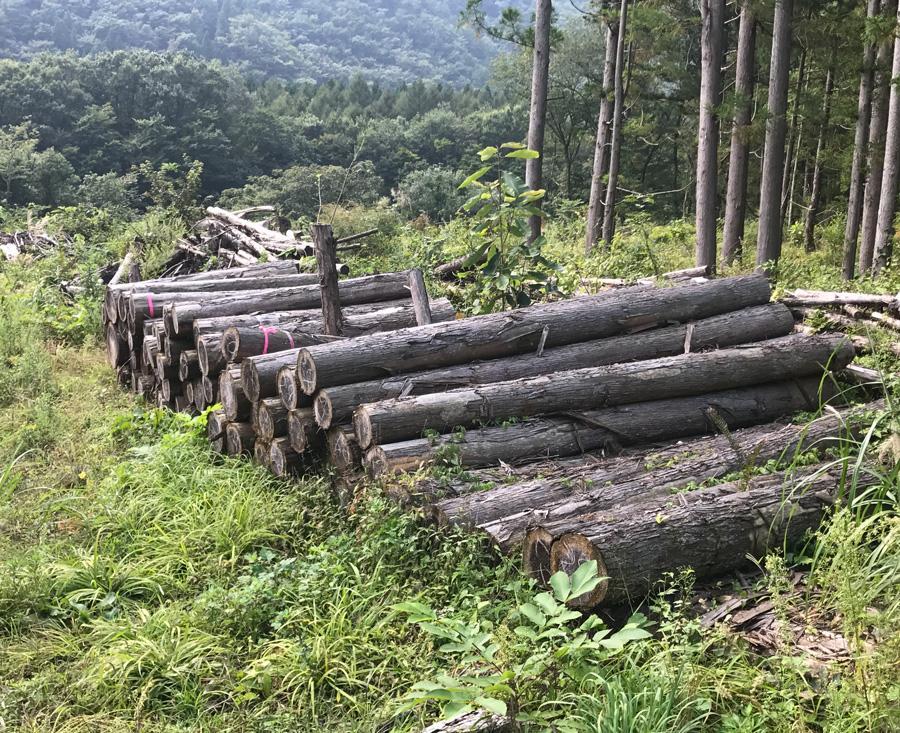 捨て伐採という日本林業の実態_フォレストサプライコラム